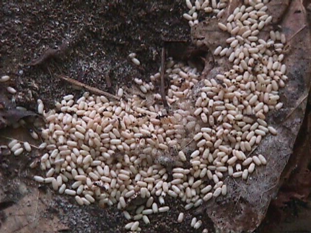 Bugs