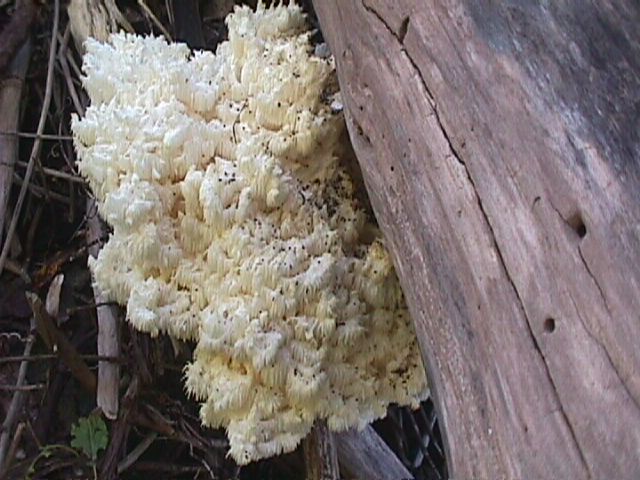 Fungus