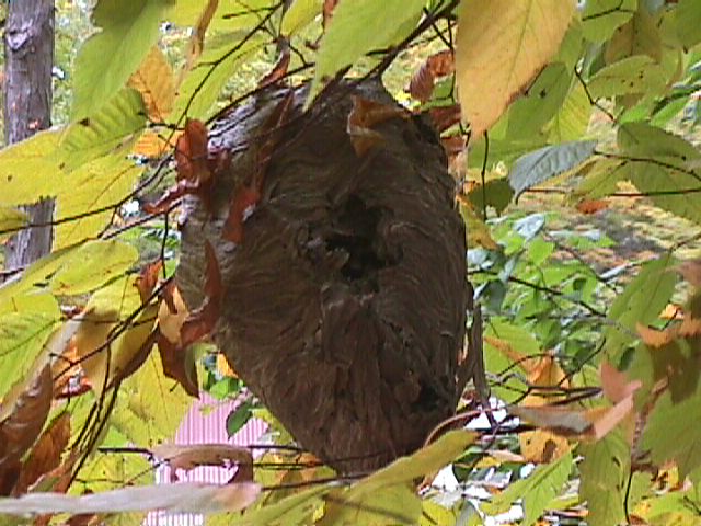 Wasp nest