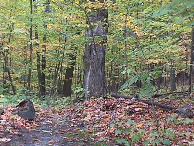 Woods