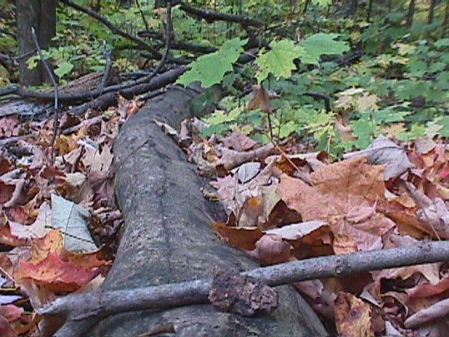 Fallen tree