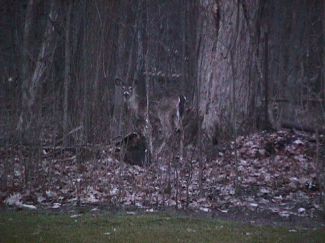Deer in woods