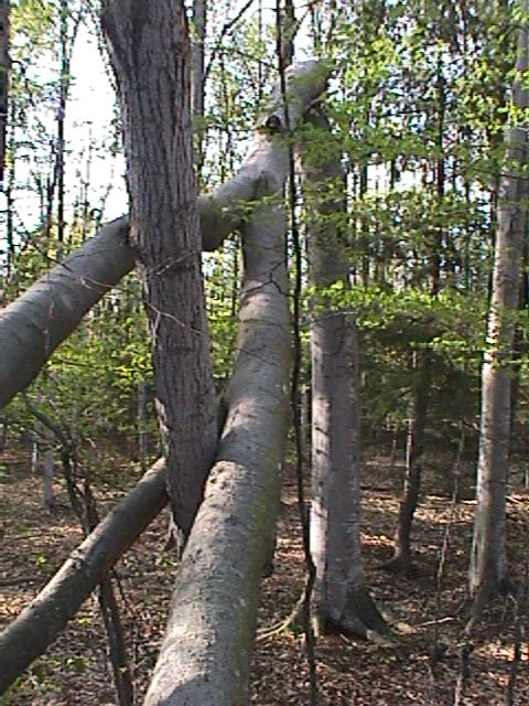Fallen tree
