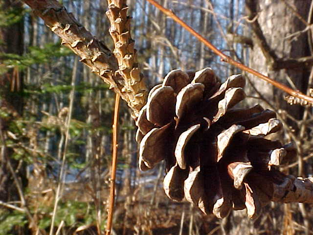 Pinecone