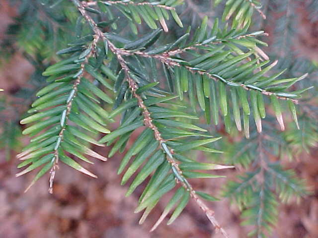 Pine tree branch