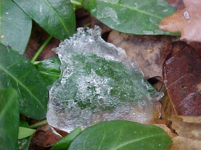Ice in leaves