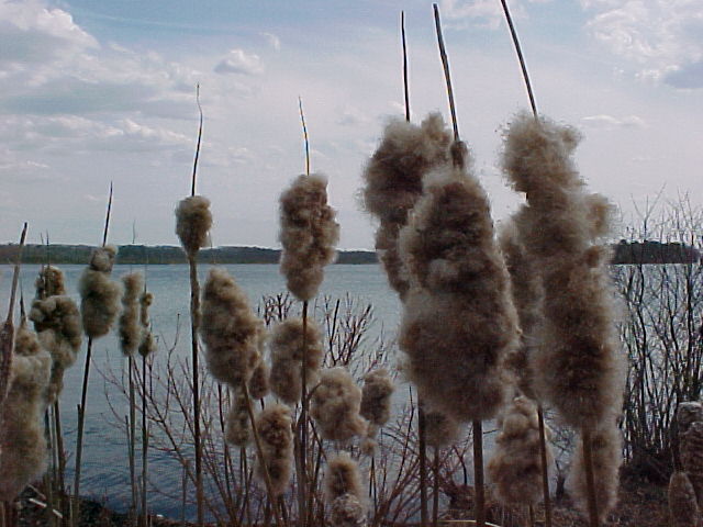 Cattails