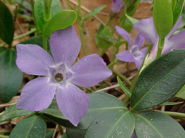 Flowers