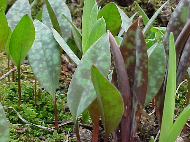 Leaves