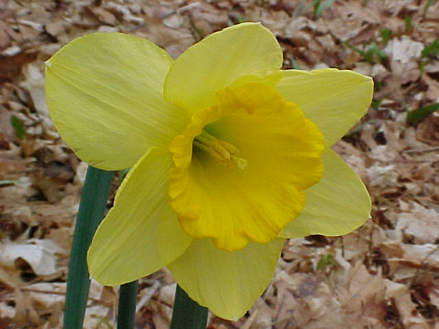 Daffodil flower