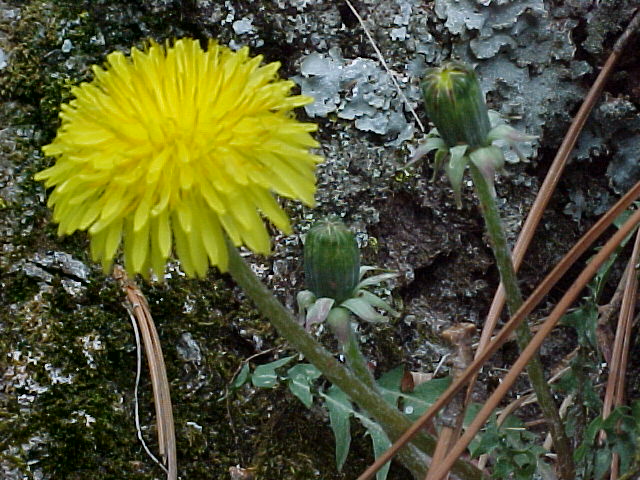 Dandelion flower