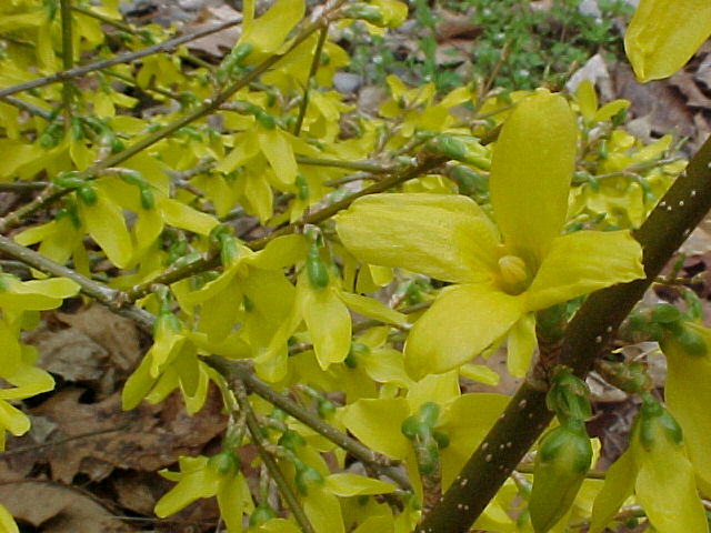 Flowers