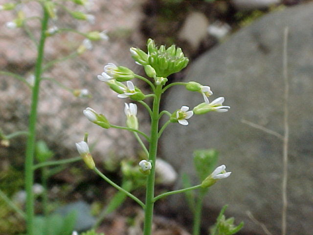 Small plant