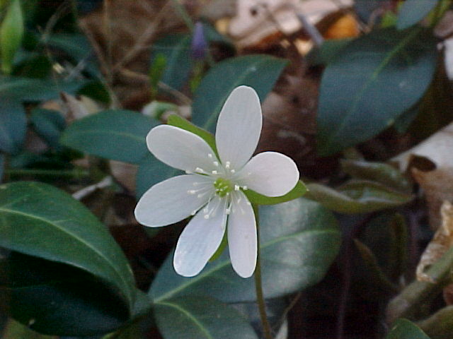 Flower