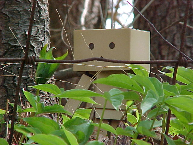 Danbo behind fence