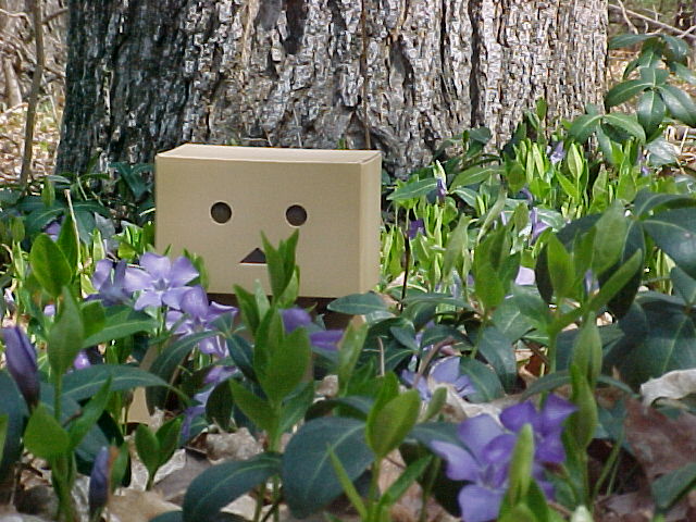 Danbo in the flowers