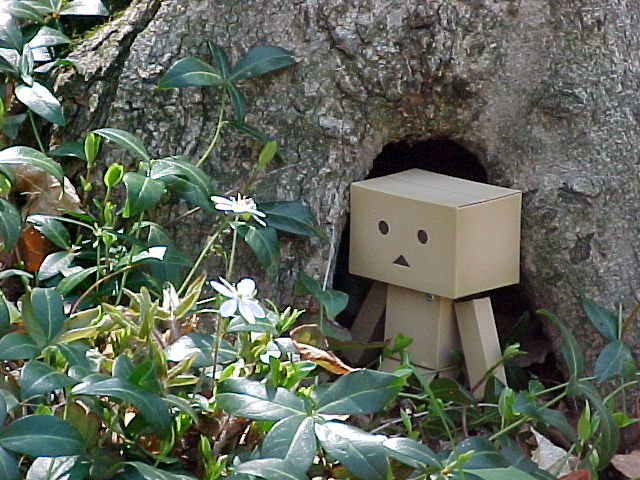 Danbo under a tree