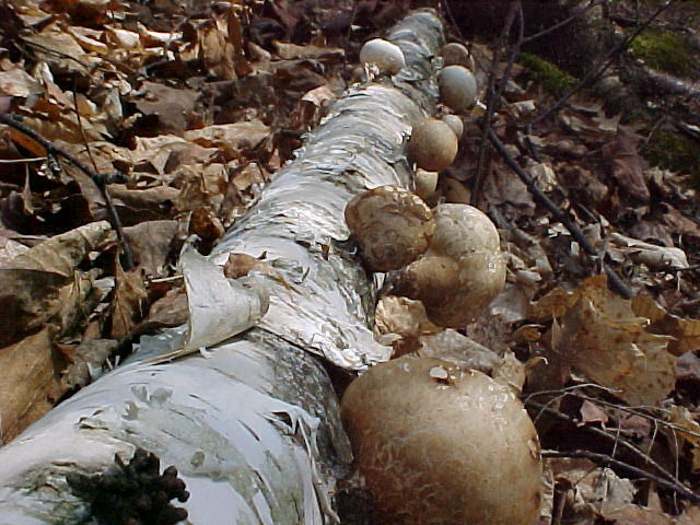 Birch log