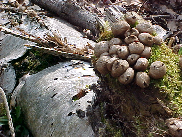 Birch log