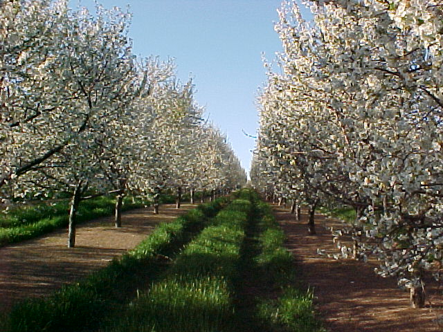 Cherry trees