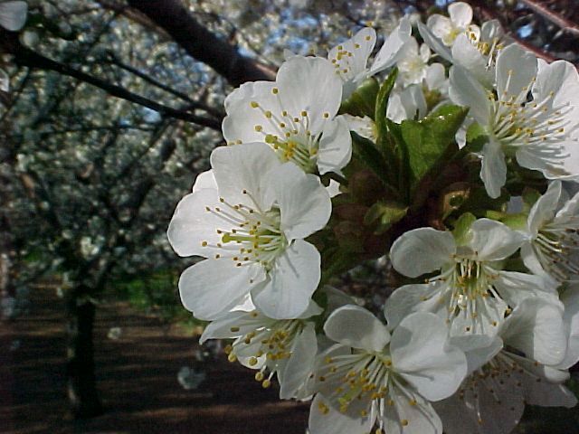 Cherry blossoms