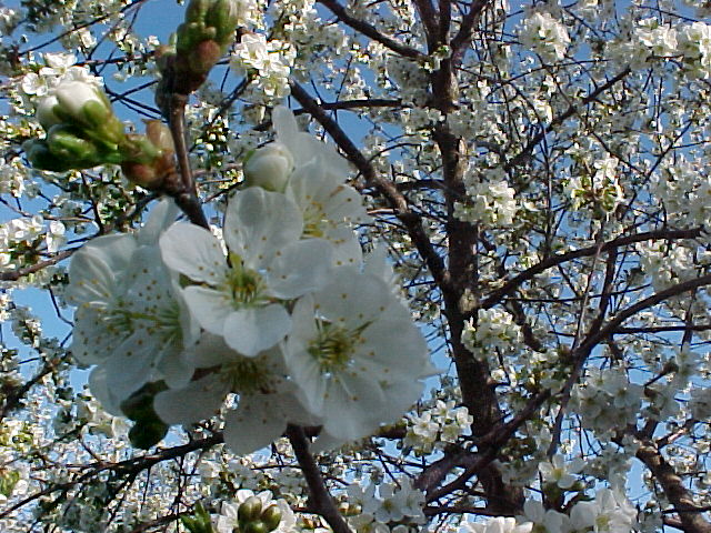 Cherry blossoms