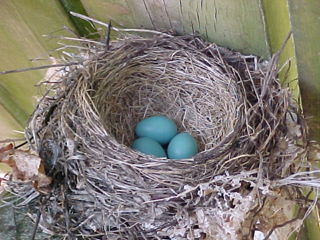 Bird eggs