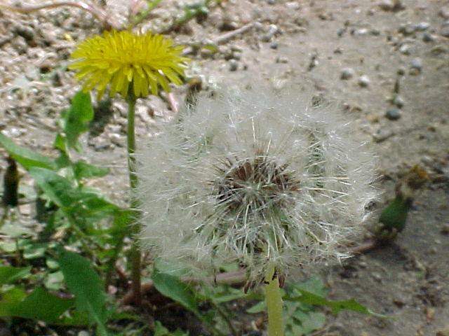 Dandelion flowers