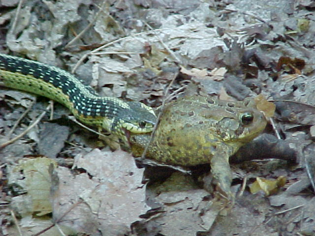 Snake eating frog