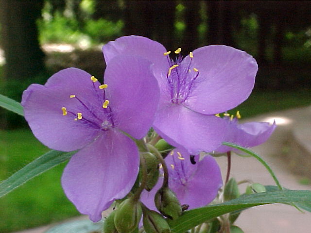 Flowers