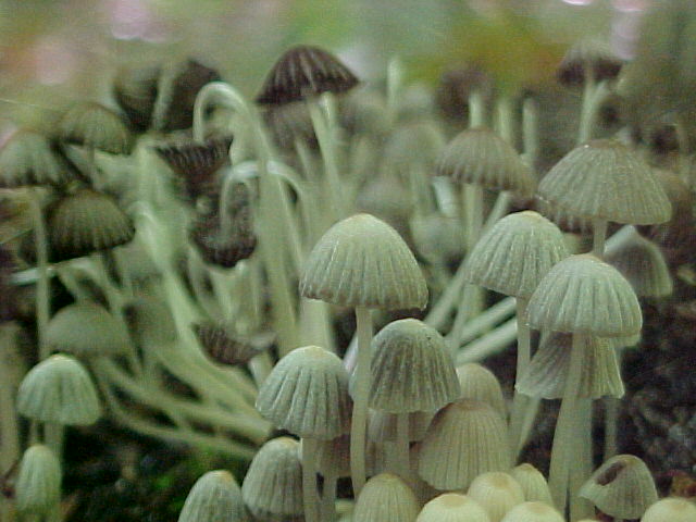 Mushrooms