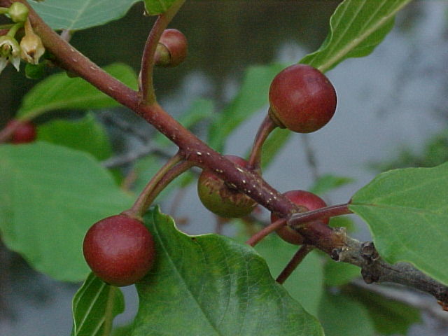 Berries