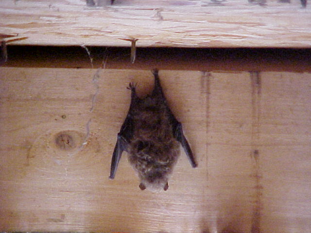 Bat