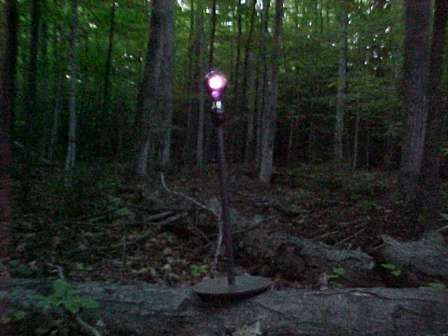 Black Light Ultraviolet Bulb in the woods