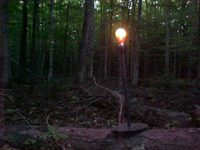 Rainbow Light Bulb in the woods