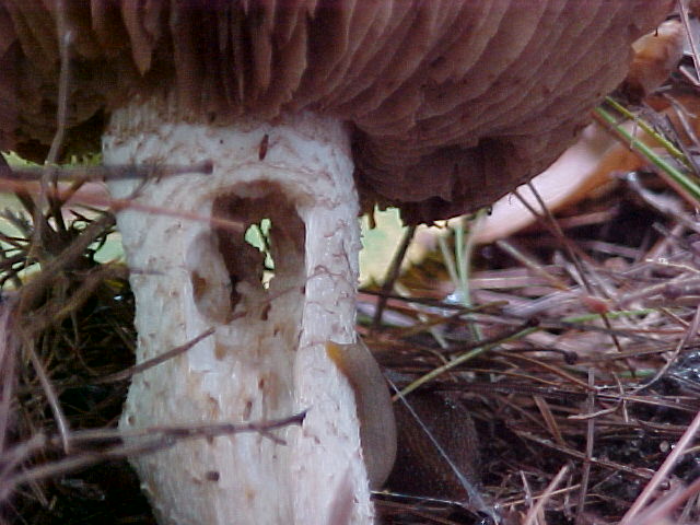 Mushroom