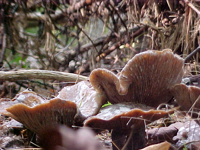 Mushrooms