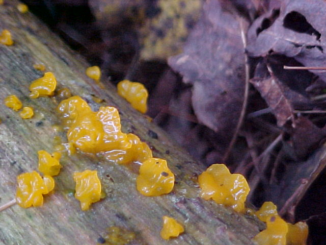 Fungi