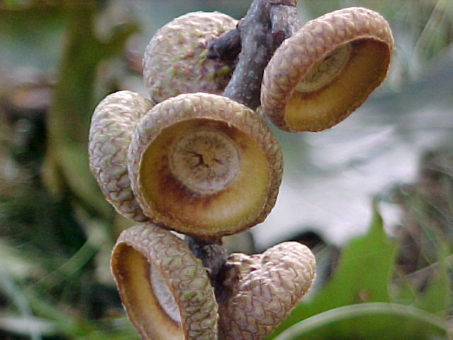 Acorn hats