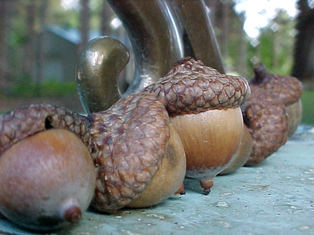 Acorns