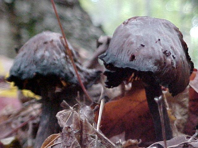 Mushrooms