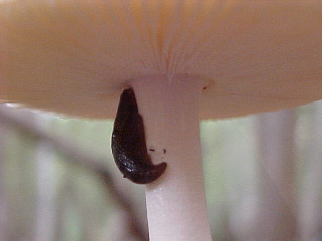 Mushroom