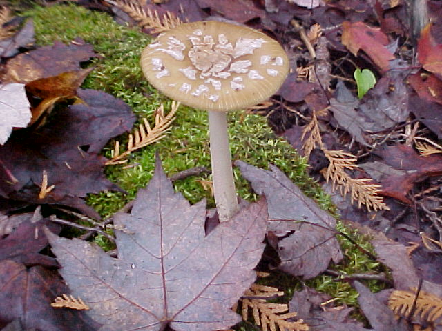 Mushroom with leaves