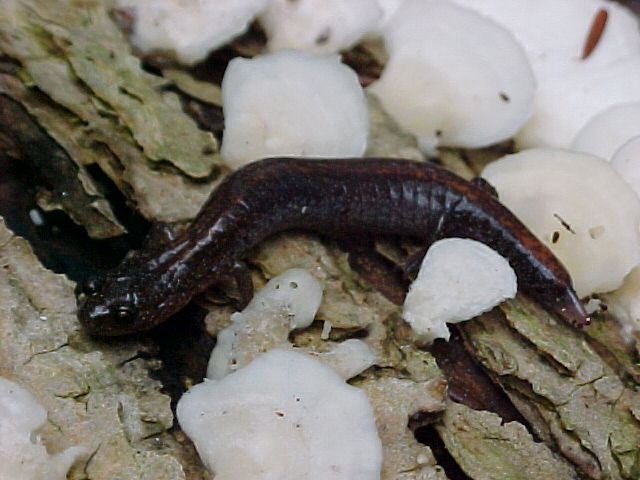 Salamander