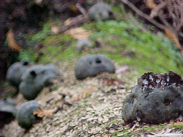 Mushrooms on dead tree