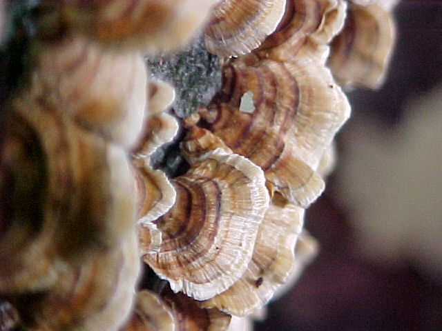 Mushrooms on tree