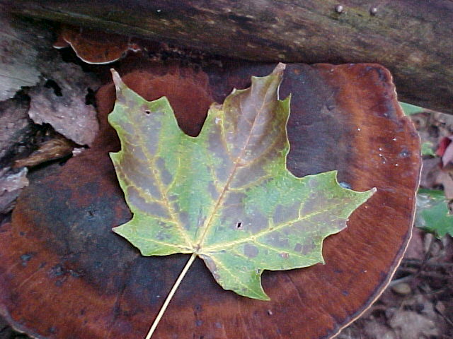 Leaf on mushroom