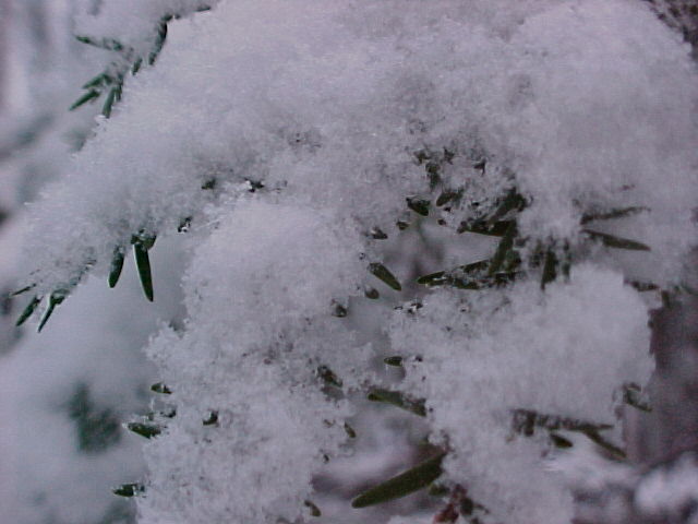 Pine tree with snow