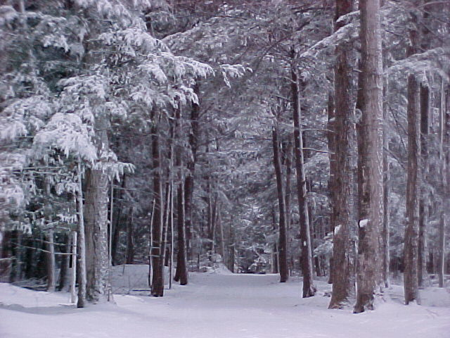 Snowy road