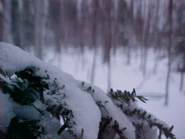 Pine tree with snow